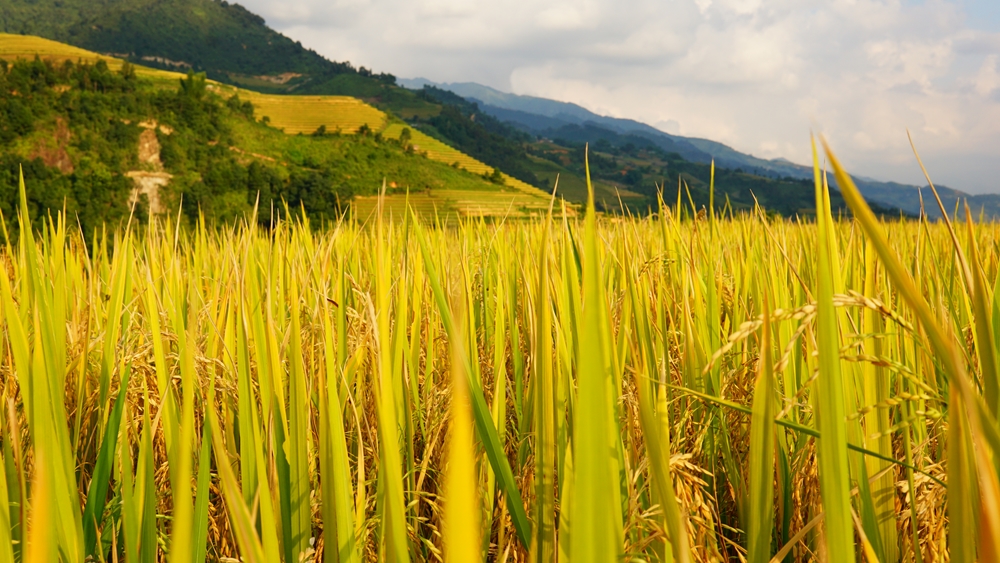 Huyện Mù Cang Chải thuộc khu vực vùng cao tỉnh Yên Bái, cách Hà Nội gần 300km về hướng Tây Bắc. Khoảng giữa tháng 9, lúa ở khắp sườn đồi, cánh đồng nơi đây chuyển sang sắc vàng rực rỡ, mê đắm mọi ánh nhìn.